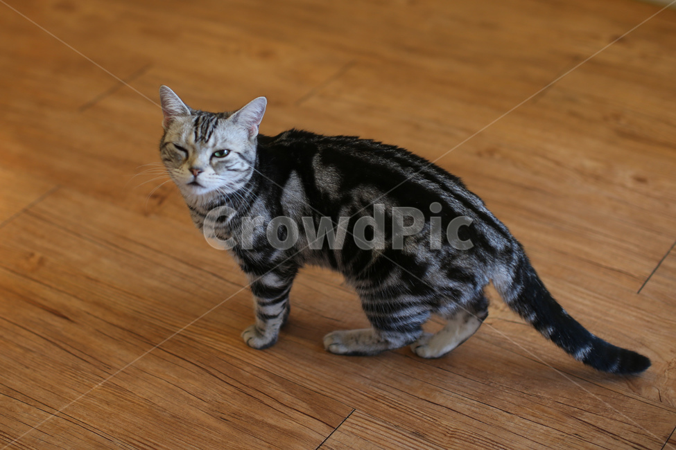 고양이,애완동물,캣카페,동물,귀여운동물,동물,animal,포유류,mammal,고양이,cat,kitten,kitty