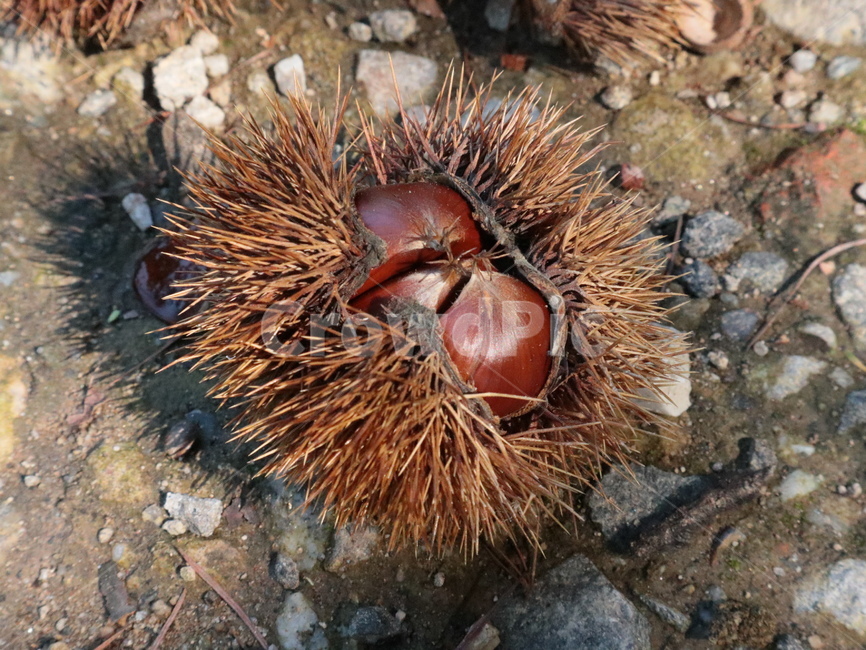 밤,밤송이,알밤,산밤,열매,가을,가시,과일,열매,fruit