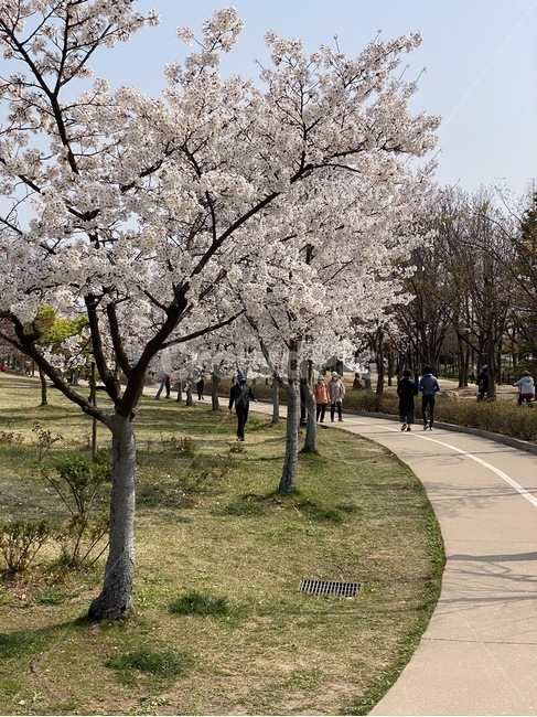 plant,식물,공원,벚꽃,spring,park,sakura,사쿠라,cherryblossom,트랙킹