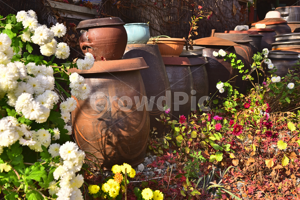 한국전통,장독대,국화,과꽃,가을꽃,꽃,플라워,식물,plant,flowers,질그릇,토기,옹기,전통문화,한국전통풍경,시골풍경,무늬,한국전통,한국문화,korean traditional,korean culture