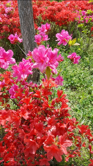 봄,꽃,식물,자연,빨간색,분홍색,세로,spring,flower,red,pink,봄,계절,spring,season,식물,자연,plants,nature,꽃,flower,plant,blossom,geranium,제라늄