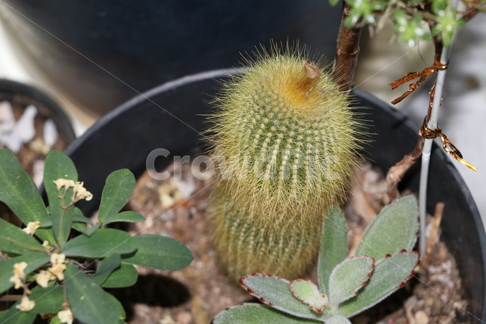 식물,선인장,cactus,plants,가시,초록,실내용화초,화분,화초,house plant