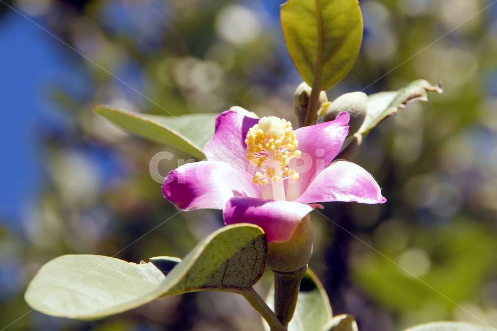 꽃,꽃잎,보라색,꽃봉우리,잎사귀,leaf,purple,flower,식물,자연,plants,nature,꽃,flower