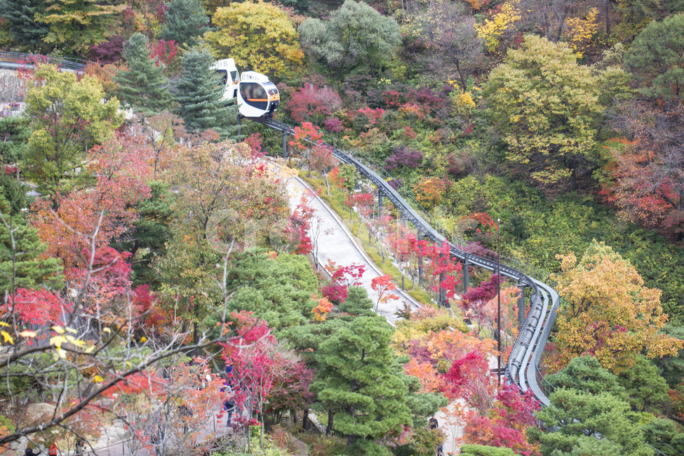 단풍,낙엽,가을,단풍잎,단풍놀이,단풍구경,단풍숲,화담숲,숲,풍경,자연,계절,알록달록,레일,모노레일,가을,계절,fall,autumn,season,교통,교통수단,traffic,transportation