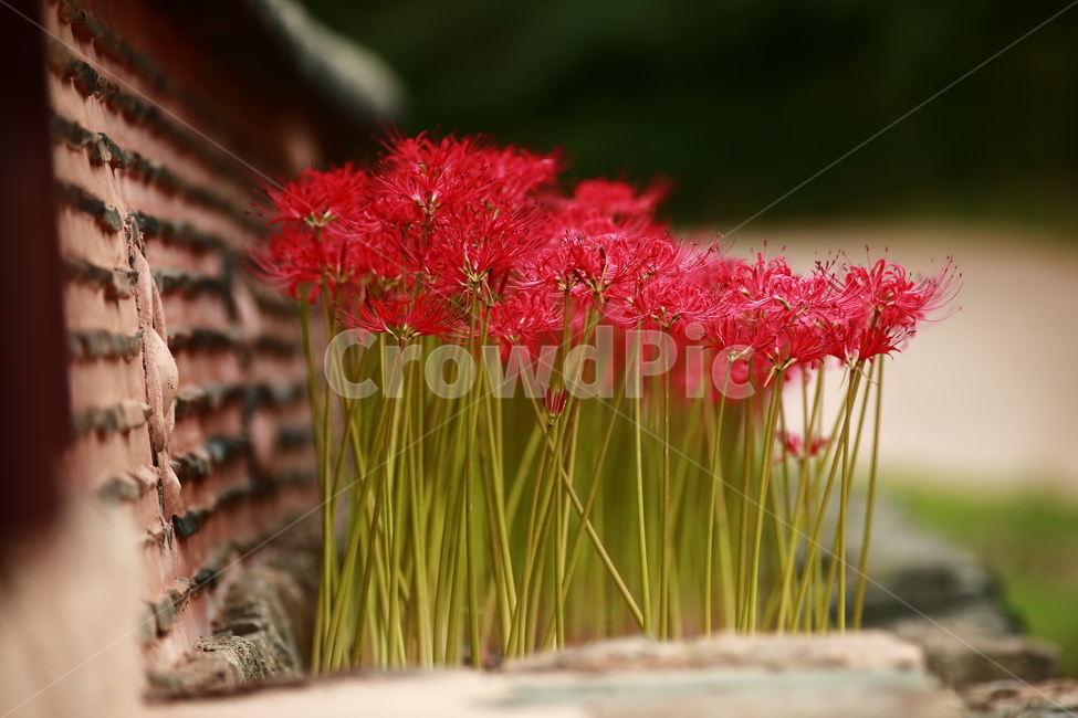 상사화,가을꽃,강한빨강,빨강,항아리,magiclily,식물,자연,plants,nature,꽃,flower