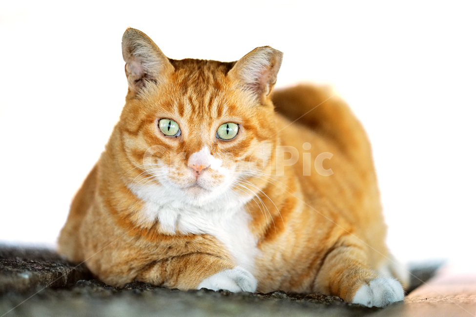 고양이,길냥이,평온,휴식,여유,힐링,관찰,집중,응시,돼냥이,길고양이,야옹이,냐옹이,유기묘,반려묘,애완동물,반려동물,야생동물,떠돌이,캣,펫,동물,animal,포유류,mammal,고양이,cat,kitten,kitty