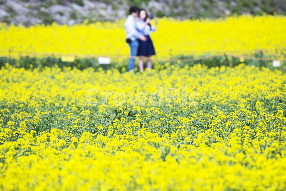 감성사진,유채꽃,노란색,꽃,유채꽃밭,자연,풍경,nature,landscape,봄,계절,spring,season,슬로우시티,나주,봄,계절,spring,season,자연,풍경,nature,landscape,사람,인물,인간,human,person,연인,커플,사랑,lover,couple,field,들,grassland,목초지,outdoors,옥외