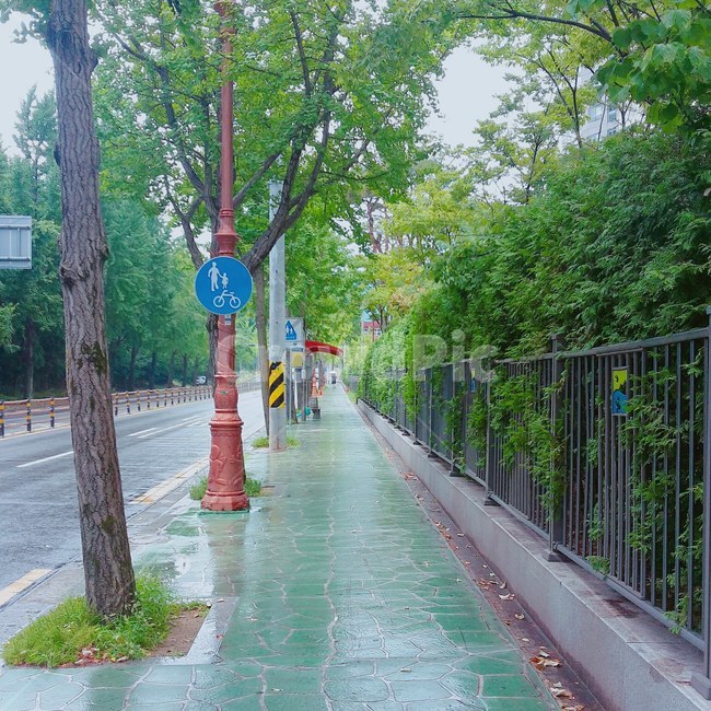 버스,버스정류장,비온뒤,나무,비,푸른