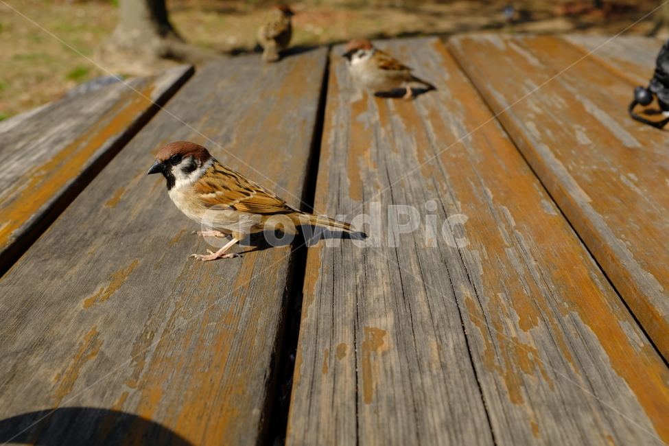 참새,동물,조류,자연,새,참새무리,작은새,동물,animal,조류,새,birds