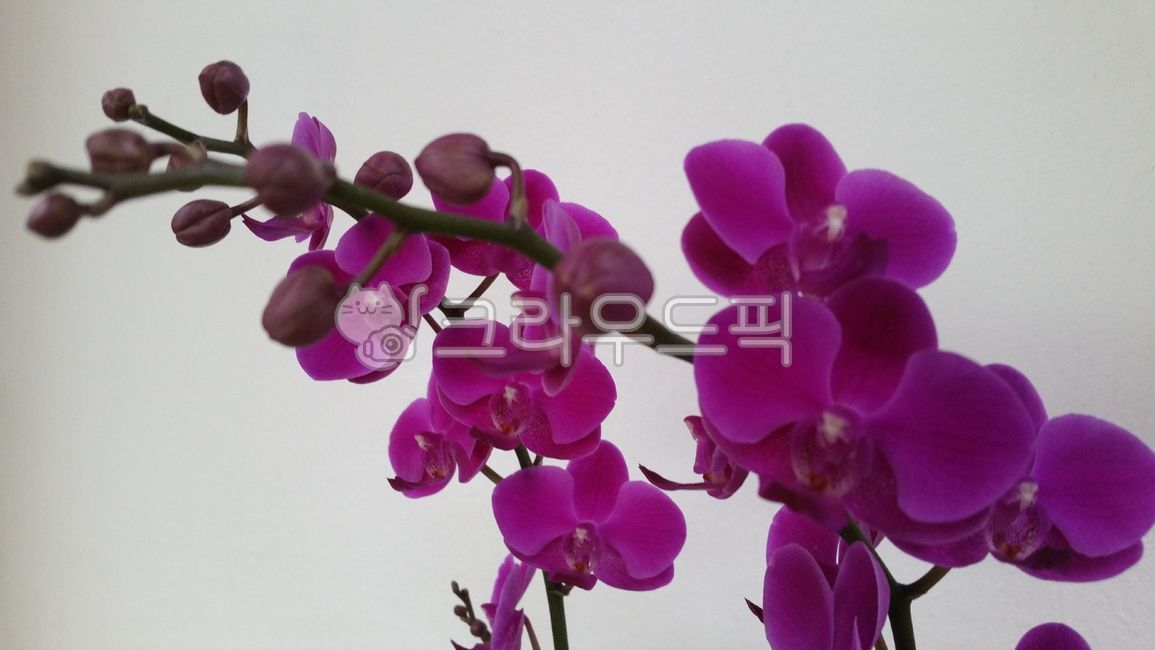 flower, 꽃, orchid, 난초, 난, 사진,이미지,일러스트,캘리그라피 - happy1004작가