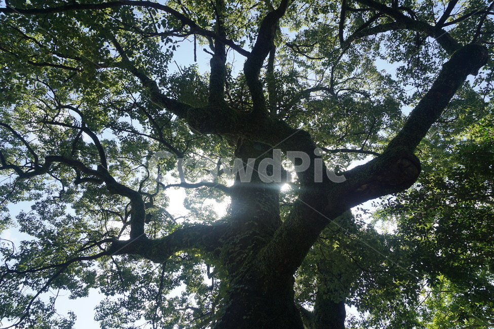 나무,큰나무,나무역광,멋진나무,울창한,식물,자연,plants,nature,나무,trees,wood