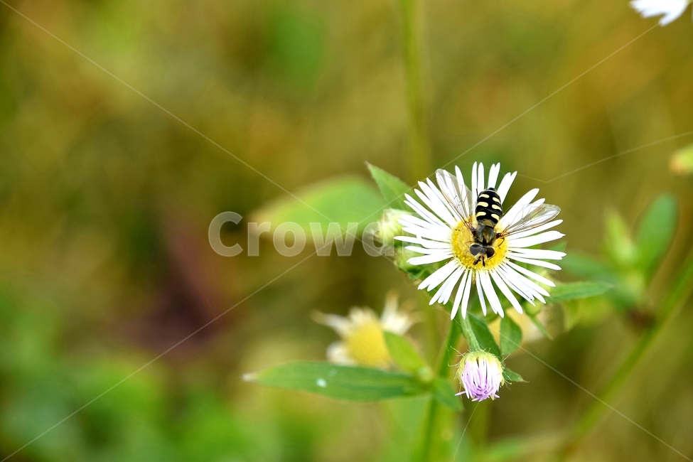 봄,꽃,맑음,오후,벌,식물,자연,plants,nature,꽃,flower,동물,animal,곤충,벌레,insect,bug