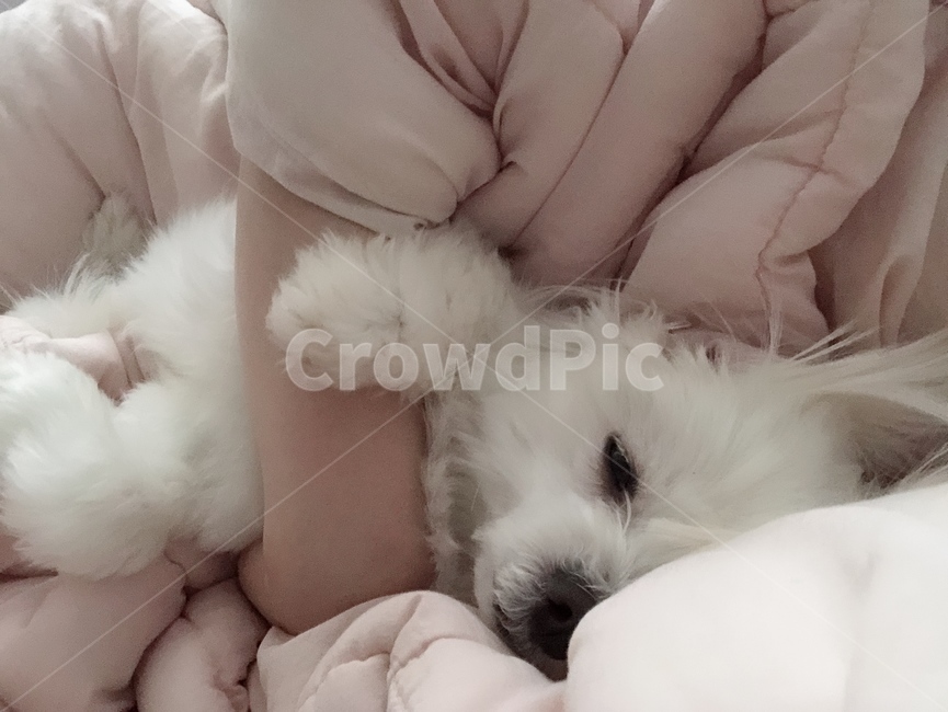 강아지,말티즈,강아지인형,하얀강아지,분홍이불