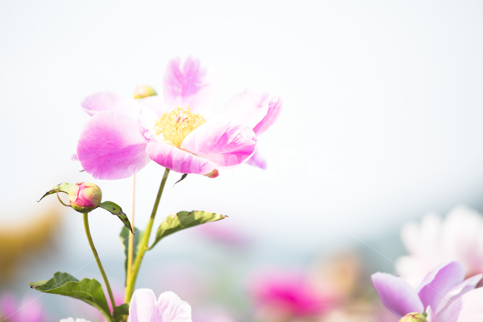 봄꽃,작약,작약꽃,식물,자연,꽃봉오리,flower,nature,화사한,꽃사진,식물,자연,plants,nature,꽃,flower
