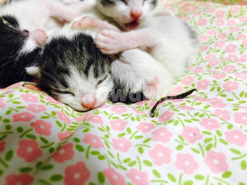새끼고양이,고양이,냥이,고양이출생,고양이탯줄
