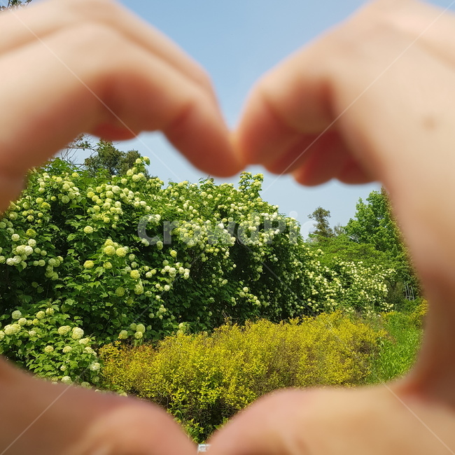 finger,손가락,heart,자연,식물,맑음,하늘,사랑,러브,하트,love,nature,plant