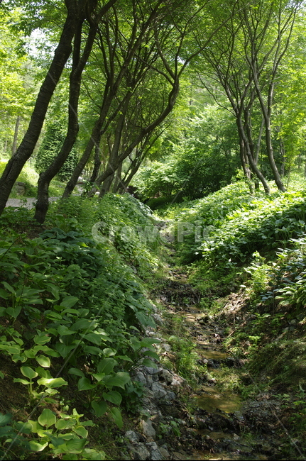 초록,나무,잎,꽃,flower,식물,plant,계절,봄,spring,숲,자연,풍경,nature,landscape,vegetation,초목,tree,forest,woodland,삼림지,outdoors,옥외,land,땅