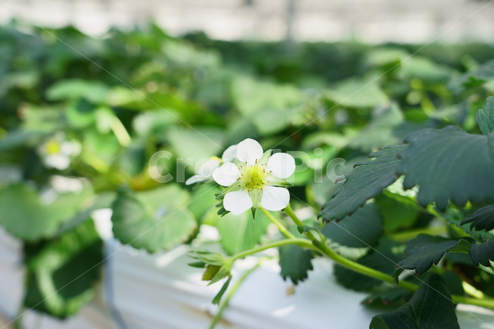 딸기꽃,딸기농장,딸기농장체험,흰꽃,초록식물,식물,자연,plants,nature,꽃,flower