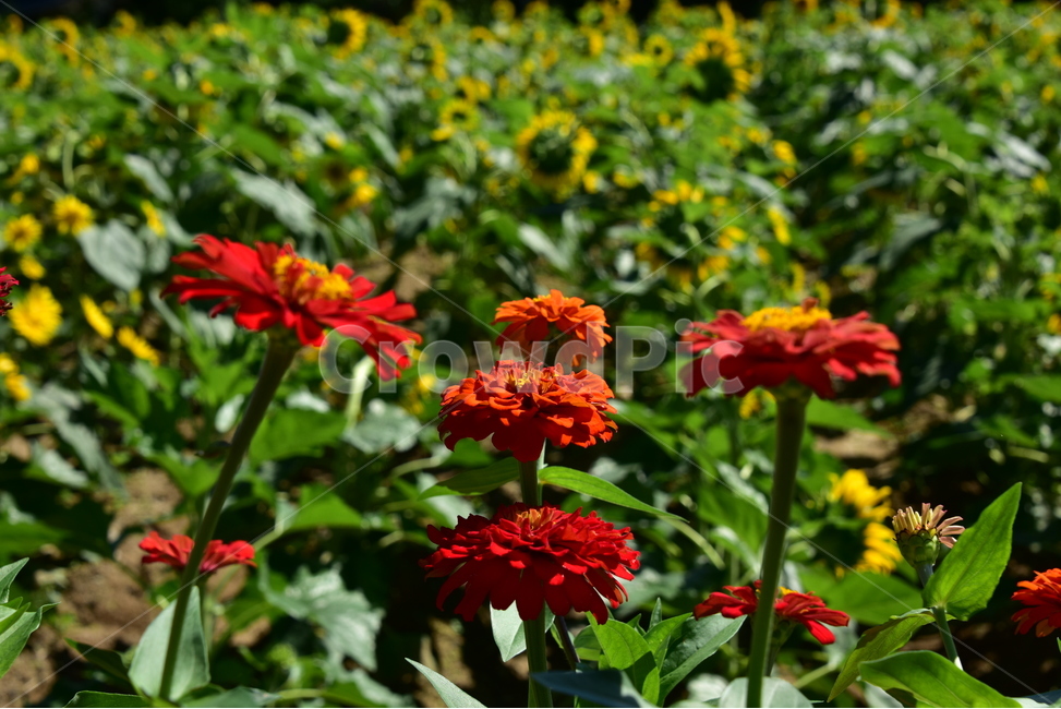 백일홍,백일초,행복,국화과,귀화식물,100일,식물,자연,plants,nature,꽃,flower