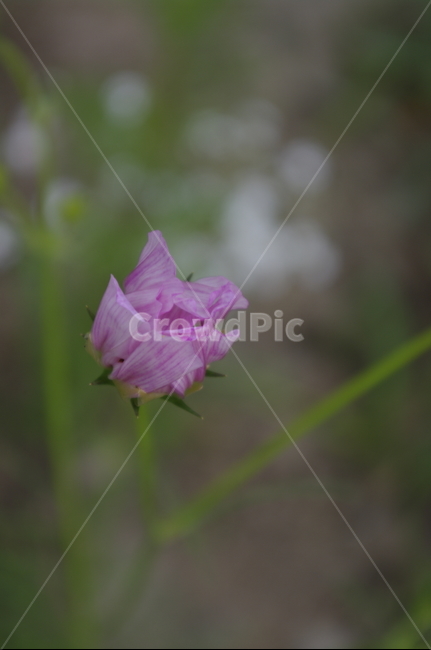 꽃,flower,식물,plant,자연,nature