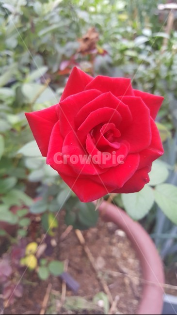 장미,blossom,꽃,flower,plant,식물,rose,꽃,flower