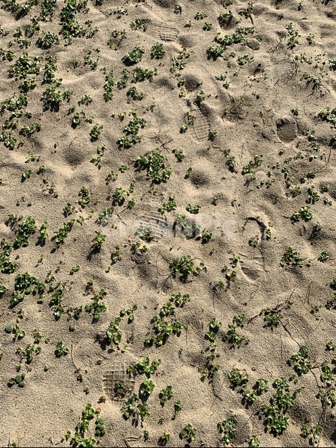 ground,바닥,흙,식물,grass,바다,모래,해변,바다,beach,sea