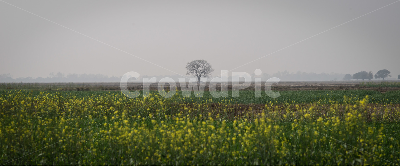 풍경,나무,들판,안개,파노라마,꽃,유채꽃,자연,풍경,nature,landscape,식물,plants,나무,trees,wood,field,들,grassland,목초지,outdoors,옥외,farm,농장,rural,농촌
