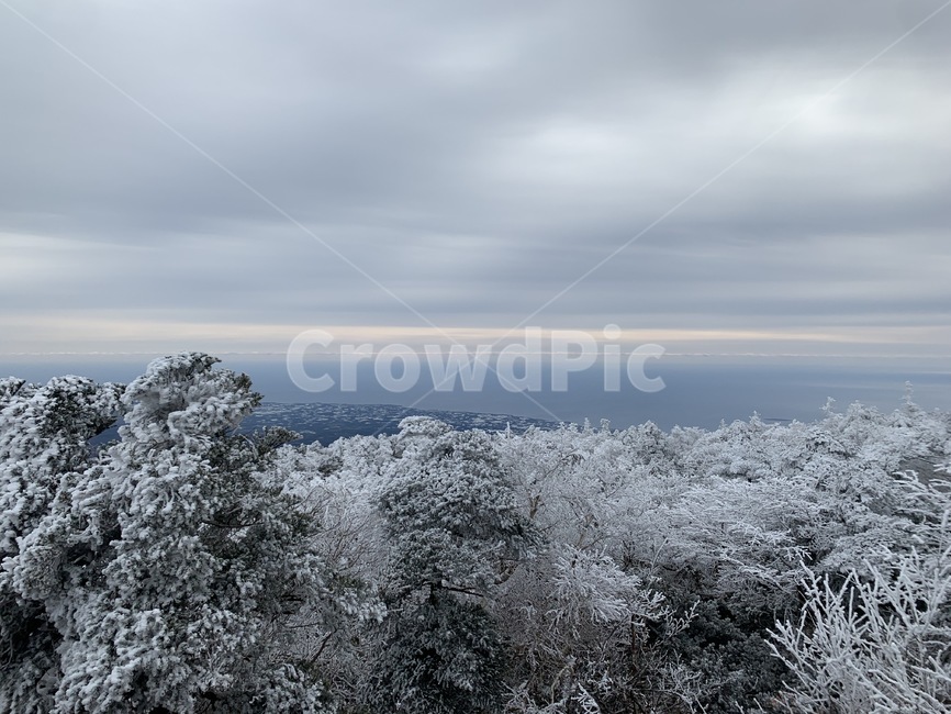 제주,제주도,산,설산,겨울,한라산,자연,풍경,눈,식물,나무