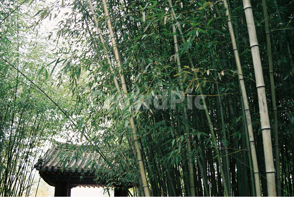 전주,대나무,필름,전통,한국적,숲,푸른,자연