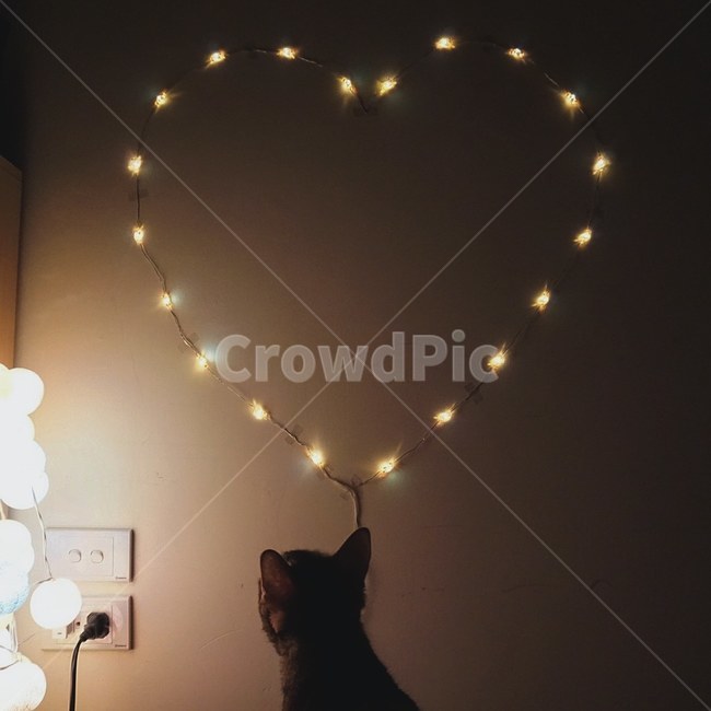 고양이,하트전구,어두운,따뜻한,밝은,아늑한,감성,cat,heart,light,bright