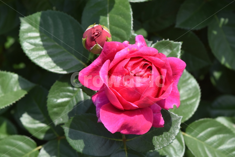 꽃,장미,식물,rose,flower,분홍장미,분홍색,pink,핑크,식물,자연,plants,nature,꽃,flower