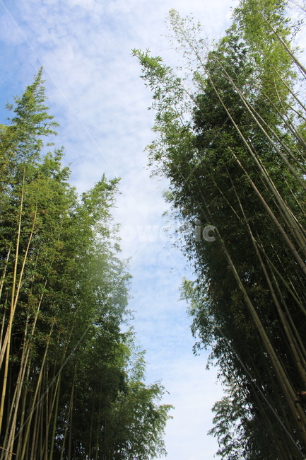 대나무,담양,초록,여름,하늘,자연,풍경,nature,landscape,plant,식물,bamboo