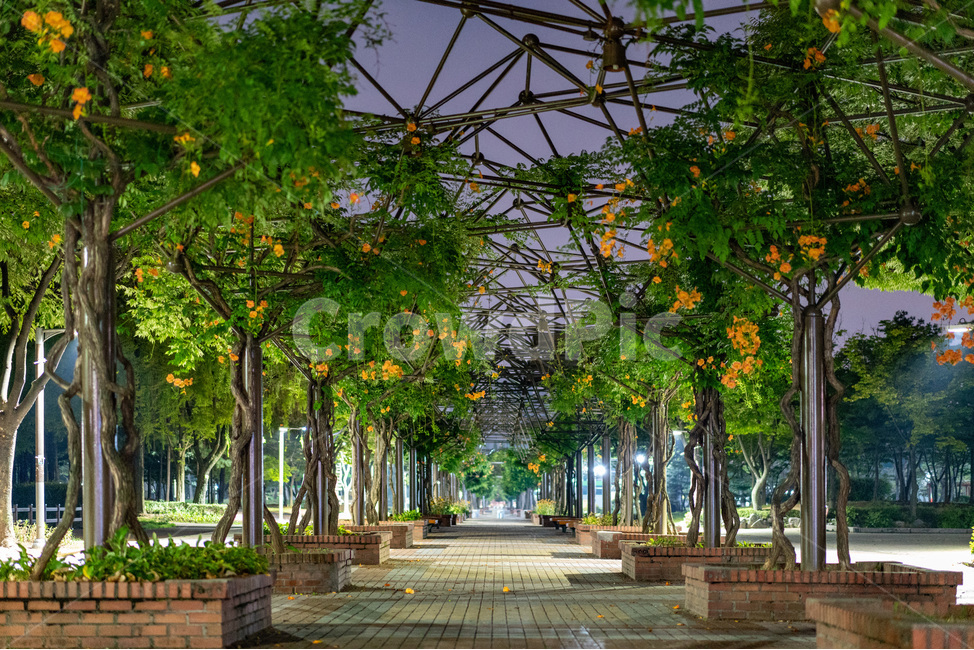 능소화,감성,감정,나무,꽃,chinesetrumpetcreeper,cent,jungangpark,centralpark,flower,부천,중앙공원,길,새벽,밤,산책,자연,풍경,nature,landscape,야경,밤,nightscape,night,outdoors,옥외,garden,정원,porch,현관,patio,안마당,arbour,정자