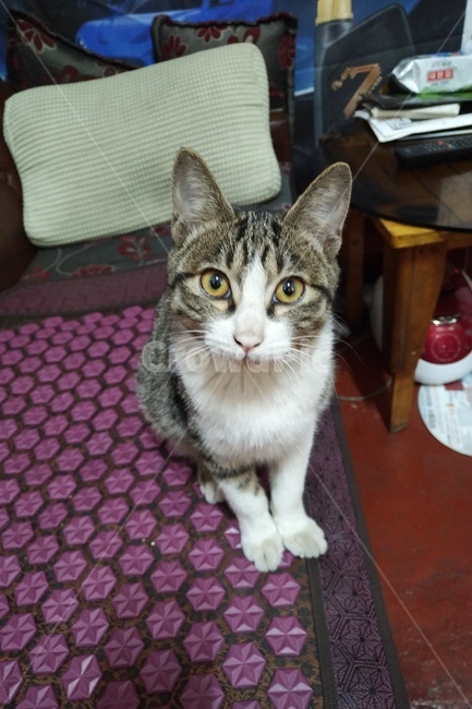 고양이,동물,애완동물,cat,pet,animal