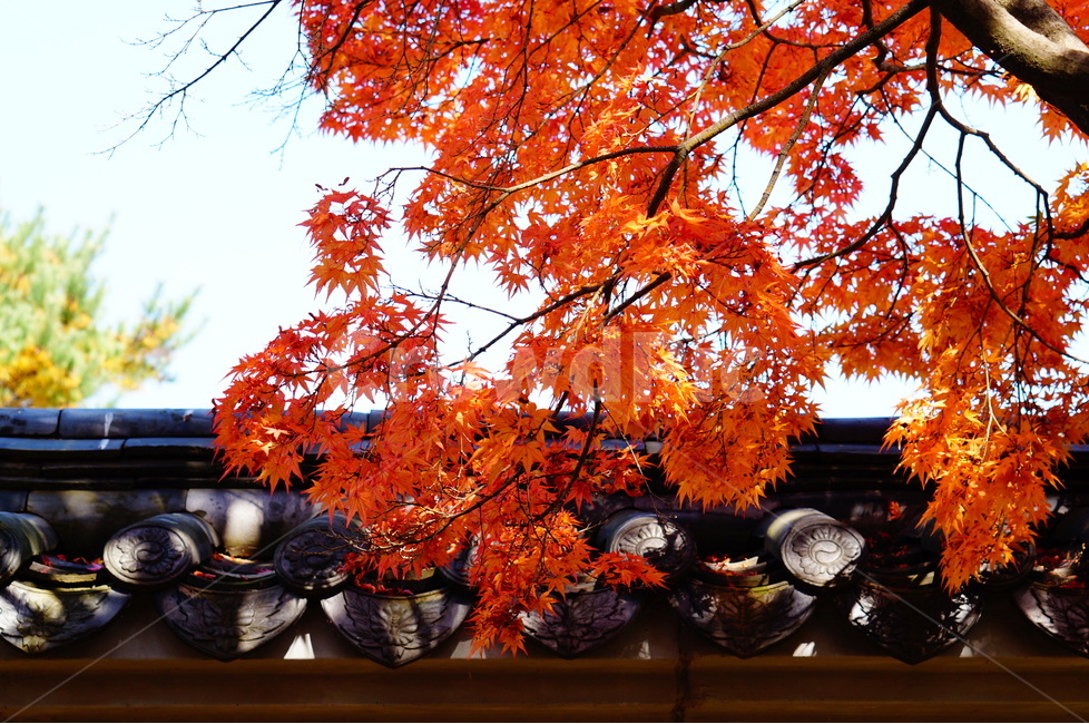 단풍,가을,풍경,빛,해,나무,가을,계절,fall,autumn,season,한국전통,한국문화,korean traditional,korean culture,식물,자연,plants,nature,나무,trees,wood,건축물,건물외관,exterior,building,structure,architecture,construction,plant,leaf,잎,tree,maple