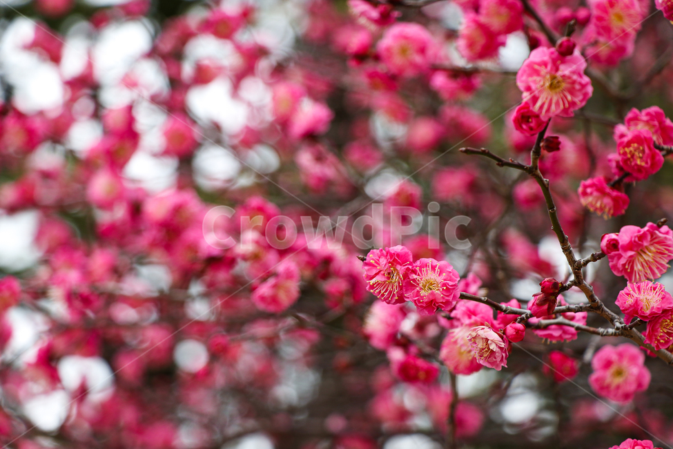 홍매화,벚꽃,식물,꽃,봄,식물,자연,plants,nature,꽃,flower