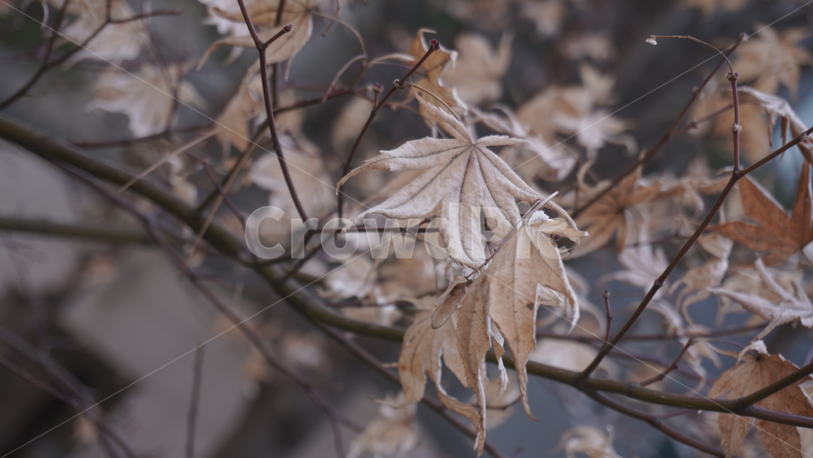 자연,풍경,나뭇잎,낙엽,겨울낙엽,겨울식물,잎,식물,나무,tree,leaf,plant,나뭇가지