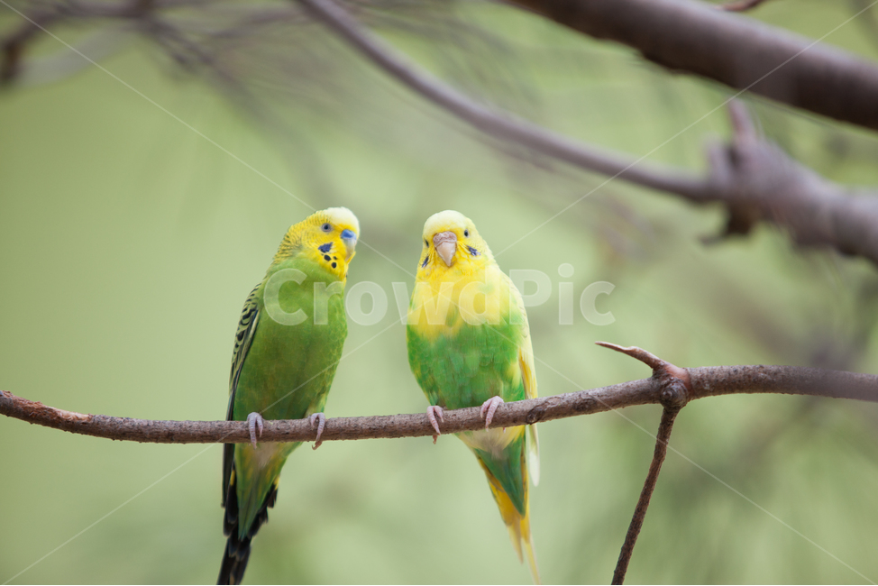 앵무새,새,앵무새커플,관상조,조류,동물,animal,조류,새,birds