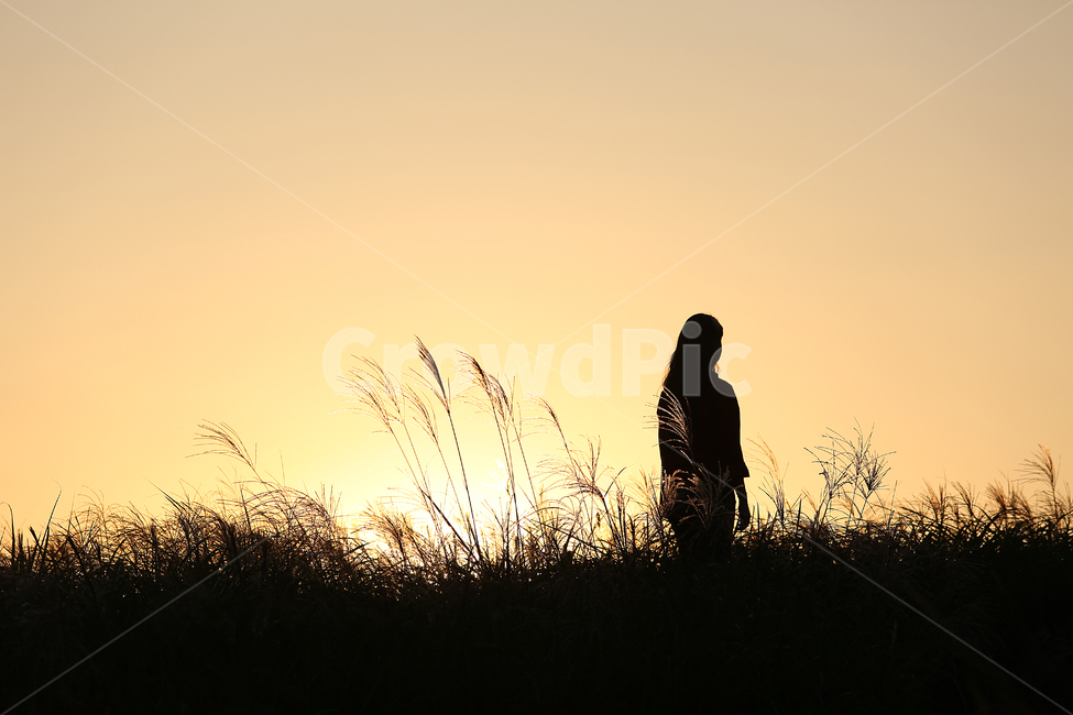 사람,실루엣,억새,하늘공원,노을,sunset,park,silhouette,woman,사람,인물,인간,human,person,여성,여자,woman,female,lady,인물실루엣,사람실루엣,character silhouette,human silhouette,plant,식물,grass,잔디,lawn
