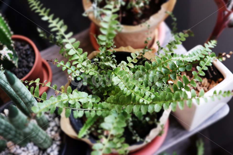 다육식물,그리너리,선물,다육이,햇빛,포커스,실내용화초,plant,nature,자연,초록색,푸른,파릇파릇한,따뜻한,식물,소품,카페,조용함,인테리어,미니,작은,화분,차분함,고요함,잎사귀,잎파리,실내용화초,화분,화초,house plant