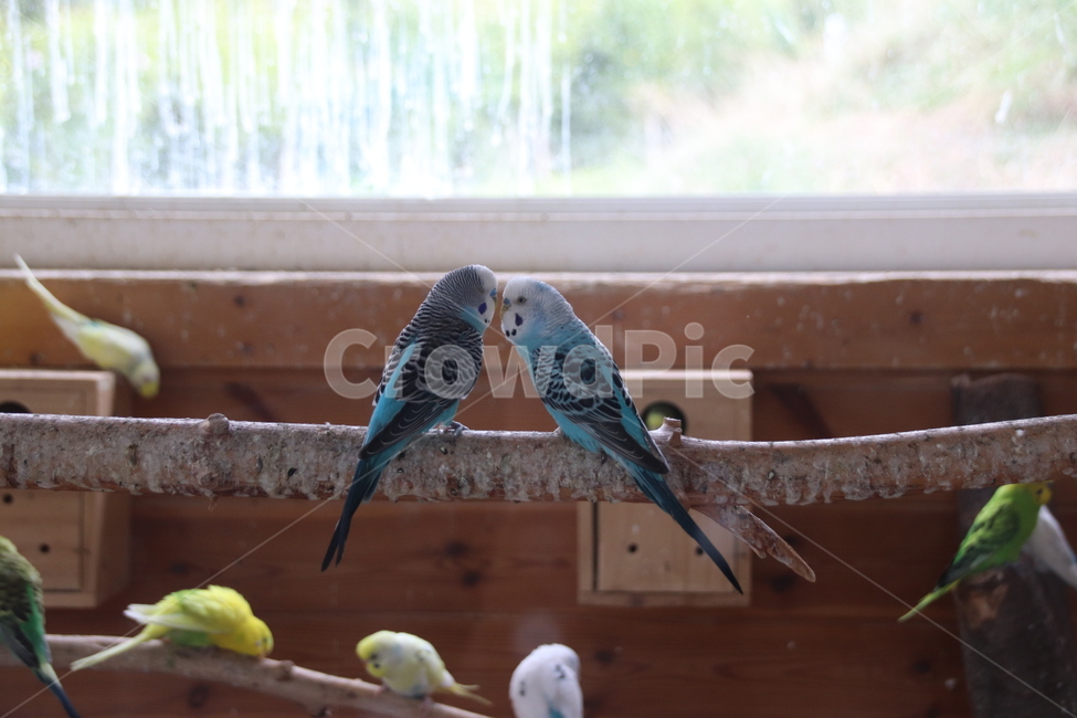 앵무새,새,앵무새한쌍,예쁜깃털색상,새들,동물,animal,조류,새,birds