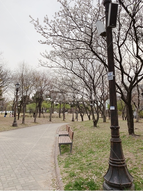 공원,벚꽃,벤치,산뜻,풍경,봄