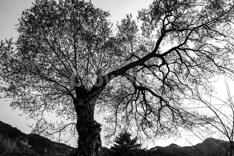 나무,나무나이,노수,멋있는나무,외로움,식물,자연,plants,nature,나무,trees,wood,흑백,모노톤,monochrome,black and white