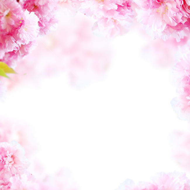 꽃,봄,프레임,백그라운드,배경이미지,식물,내츄럴,꽃송이,꽃잎,카네이션,분홍,핑크,카피스페이스,기념일,축하,anniversary,congratulation,celebrate,celebration