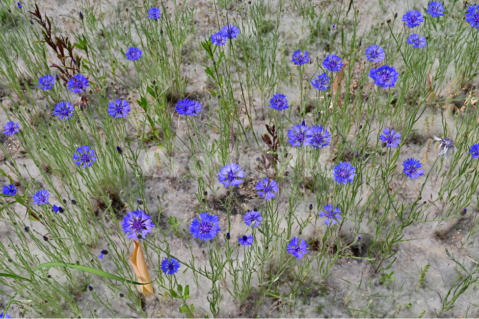 꽃,flower,들꽃,봄꽃,봄