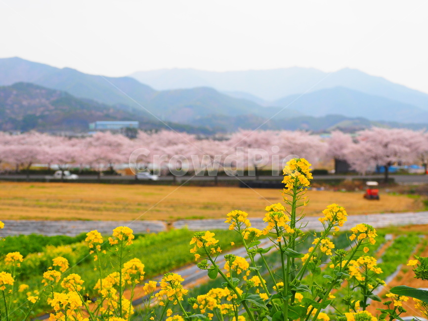 맑음,spring,봄,하늘,season,색감,봄,계절,spring,season,자연,풍경,nature,landscape,plant,식물