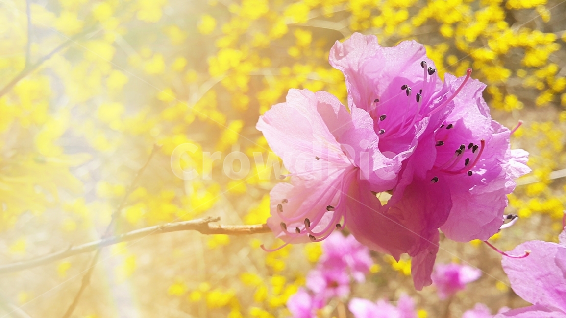 plant,식물,geranium,제라늄,flower,blossom,꽃,진달래,봄,봄꽃
