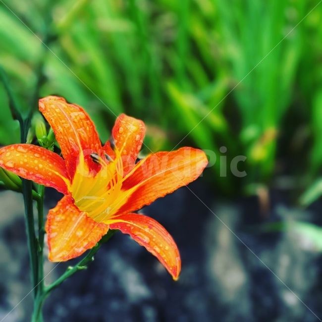 꽃,자연,원추리,원추리꽃,꽃사진,식물,자연,plants,nature,꽃,flower