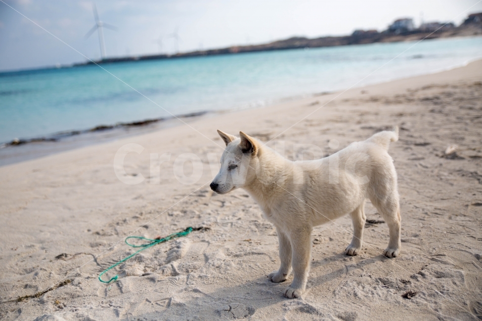 바다,풍경,제주도,여행,강아지,해변,바다,beach,sea,동물,animal,포유류,mammal,개,강아지,dog,doggy
