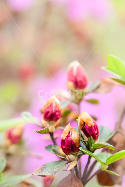 철죽,꽃,봄,접사,아름다움,핑크,봄,계절,spring,season,식물,자연,plants,nature,꽃,flower,sprout,새싹,blossom,bud,싹,plant